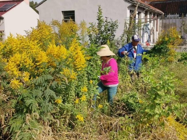 危害不输水葫芦！<a href=