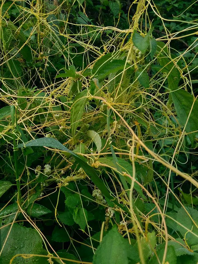 危害不输水葫芦！<a href=