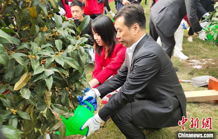 浙江省体育局局长郑瑶与杨倩为金桂浇水。　王逸飞 摄