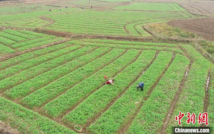 啥叫一户一田多少亩 9624-11bbedb45d06e3152c79bce360207f27.jpg