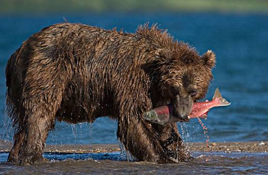 不愧是“战斗民族”，<a href=