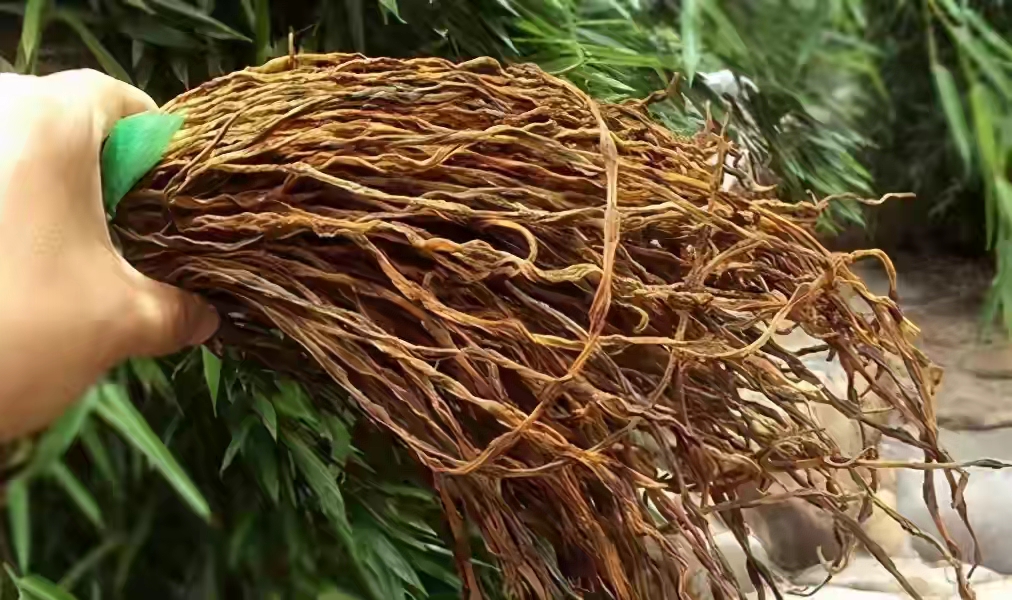 晒干豆角,牢记别直接晒,80岁老奶奶教您一招,放一年也不坏 晒干豆角,牢记别直接晒,80岁老奶奶教您一招,放一年也不坏