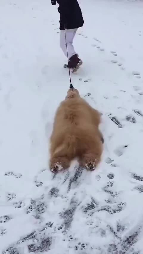 见过雪橇犬可你见过铲雪犬吗