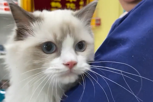 布偶猫身上出现一块“红斑”，检查后发现是烟头烫的：真让人心疼