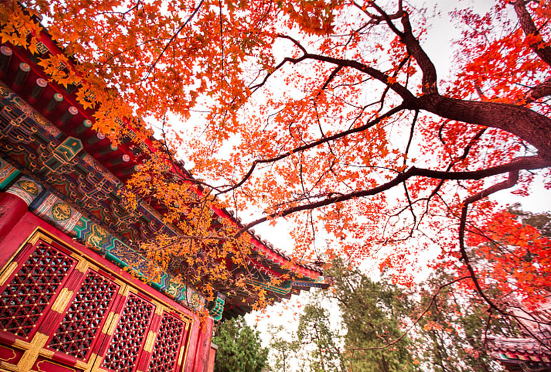 香山红叶,图源自:cfp,央广网发