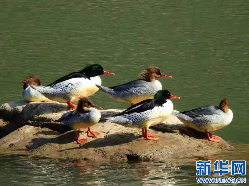 连续15年鸟中大熊猫中华秋沙鸭飞抵江西龙虎山越冬