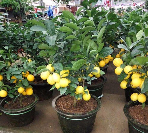 怎么盆栽柠檬树结果多又好记牢5个要求就够了