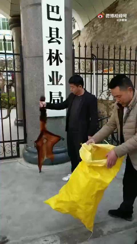 林业局门口准备去放生的野生动物一一飞虎