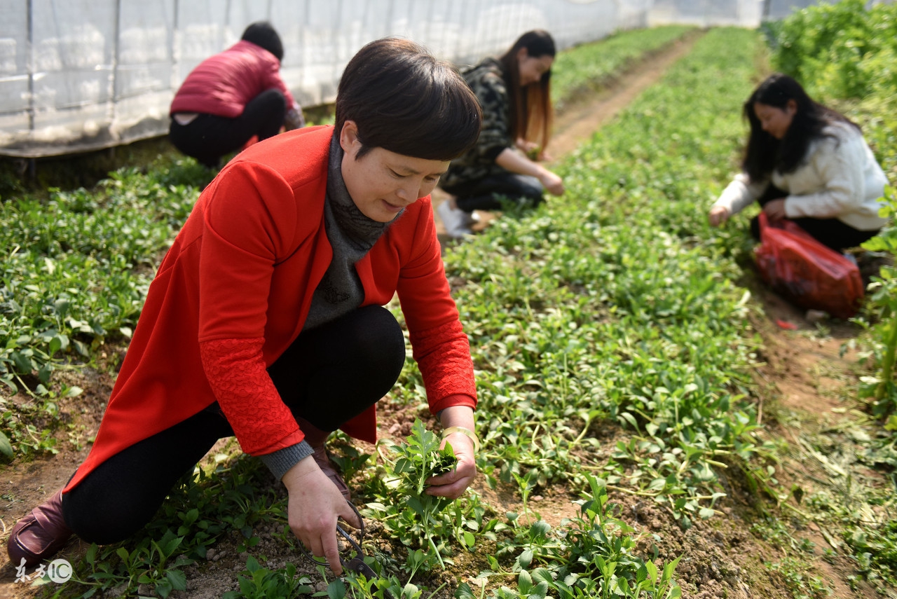 市里人视这种野菜被“宝贝”，农民却说能喂羊！