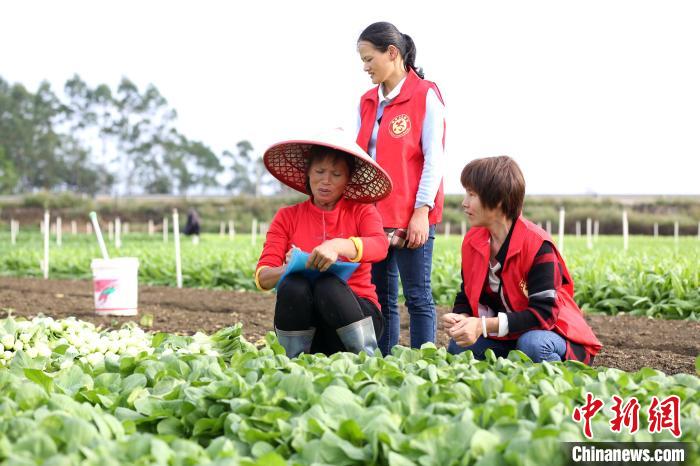 广西柳州万亩蔬菜丰收菜农忙采摘