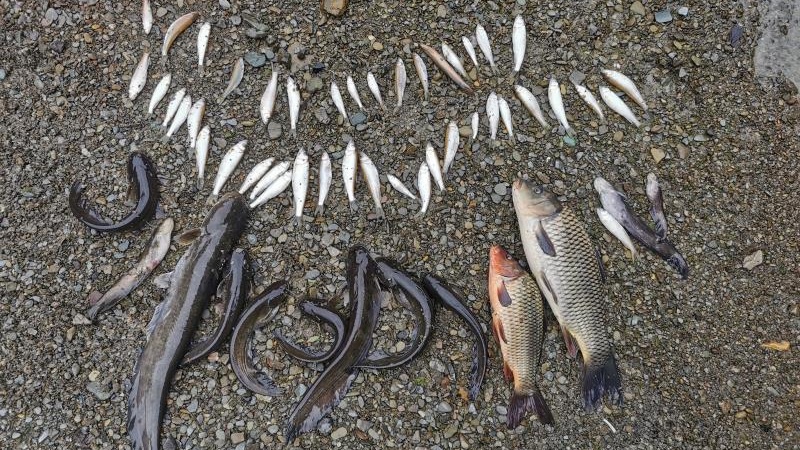 锚鱼是违法行为不 65d6-57736a391669b6b76dba173caedd9ec2.jpg