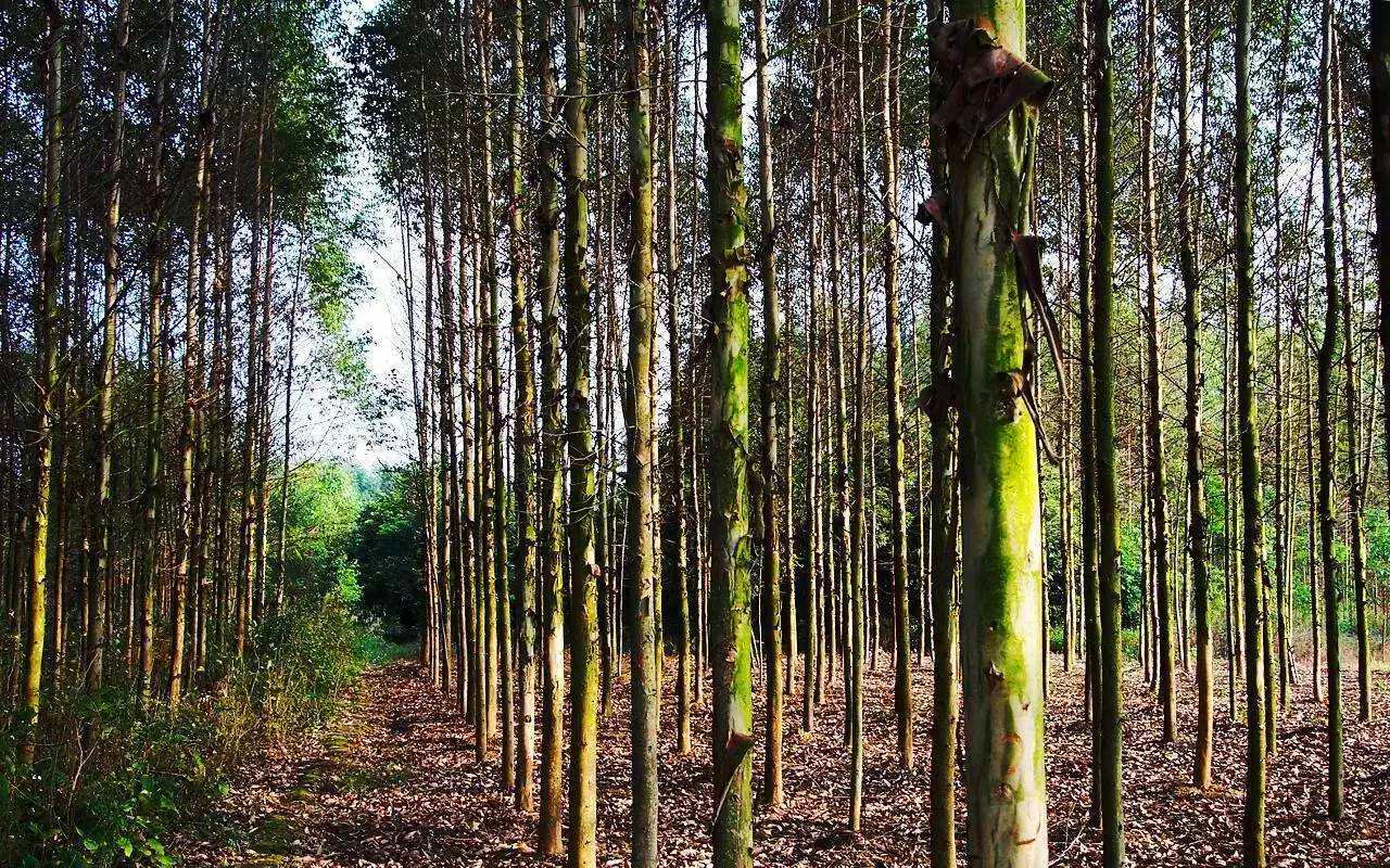 这是世界上最高的树？为什么中国很多地方不让种植|桉树|杏仁|抽水机_新浪新闻