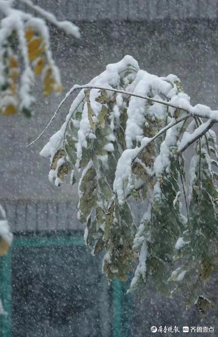 瞧这大雪压弯了树枝