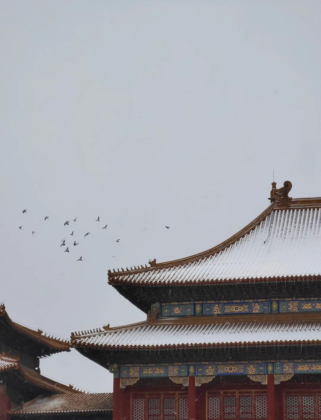 立冬初雪，雪后大片来了|北京市