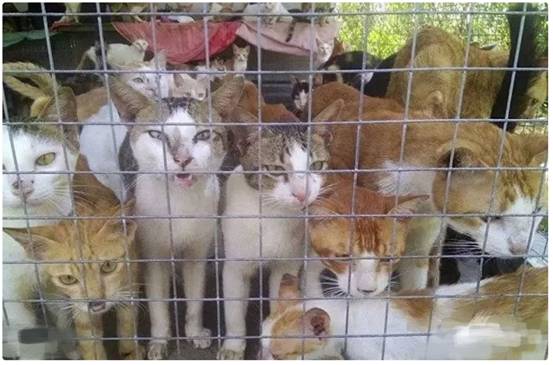 难以想象!越南人每年吃掉100万只猫,为何我国人很少吃猫?