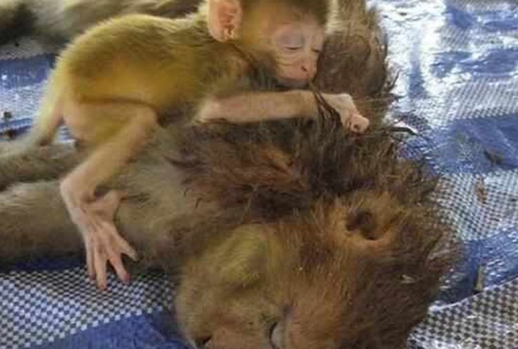 猴妈妈被车撞死，小猴子悲伤欲绝，抱着遗体迟迟不肯松手