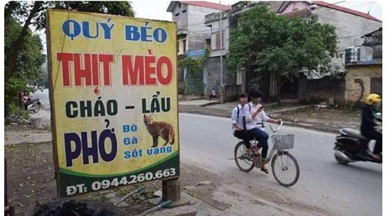 难以想象！越南人每年吃掉100万只猫，为何我国人很少吃猫？