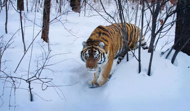 完达山一号会完犊子吗东北大暴雪野生东北虎如何取暖