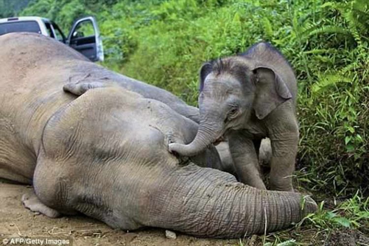 大象妈妈尸体躺在地上，小象用鼻子不断抚摸，画面让人心酸不已