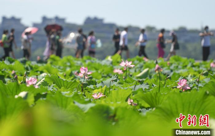 2021年夏,浙江杭州西湖断桥附近的荷花陆续盛开. 王刚 摄