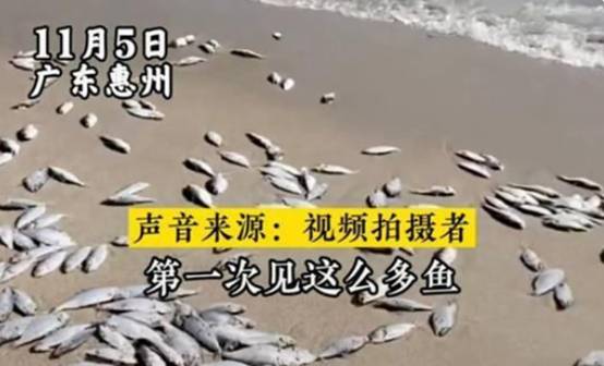 惠州出现大量死鱼？是<a href=