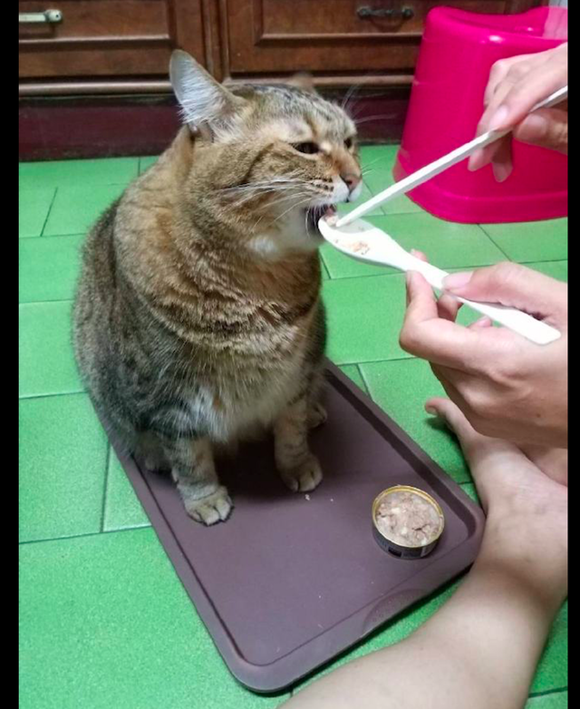 猫咪的这个表情还有点不屑呢,是不是认为铲屎的喂饭是天经地义的事情
