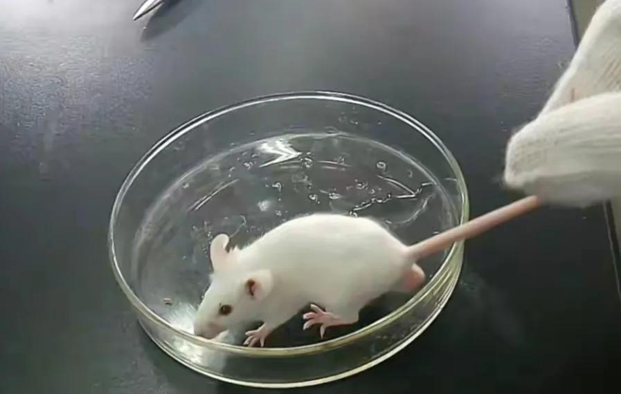 给自己注射350万年前细菌的<a href=