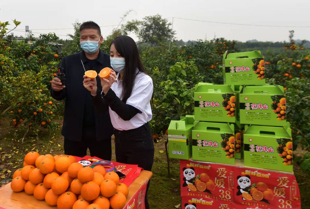 400亩爱媛橙因疫情滞销 政企携手为30万斤果子找销路休闲区蓝鸢梦想 - Www.slyday.coM 400亩爱媛橙因疫情滞销 政企携手为30万斤果子找销路休闲区蓝鸢梦想 - Www.slyday.coM