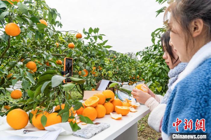 大学生化身主播疫下直播“带农货” 5天卖出8000余斤果冻橙休闲区蓝鸢梦想 - Www.slyday.coM 大学生化身主播疫下直播“带农货” 5天卖出8000余斤果冻橙休闲区蓝鸢梦想 - Www.slyday.coM
