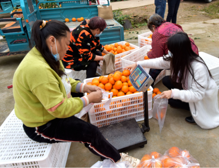 400亩爱媛橙因疫情滞销 政企携手为30万斤果子找销路休闲区蓝鸢梦想 - Www.slyday.coM 400亩爱媛橙因疫情滞销 政企携手为30万斤果子找销路休闲区蓝鸢梦想 - Www.slyday.coM
