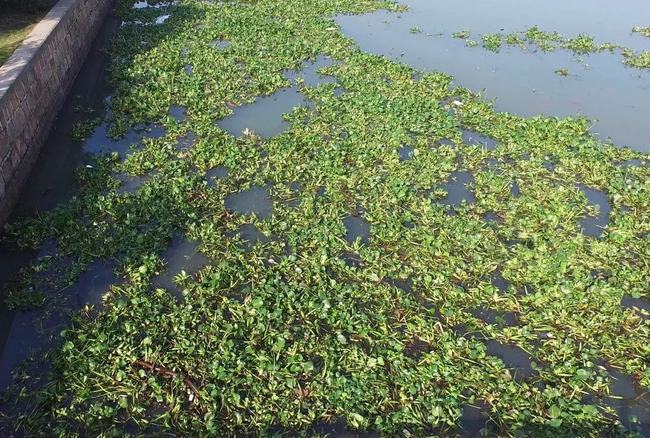 全城“围剿”<a href=