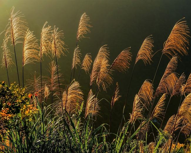 全城“围剿”<a href=