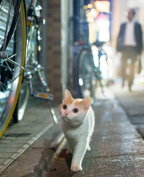 岛国摄影师冲昌之镜头下东京街头的流浪小猫们！