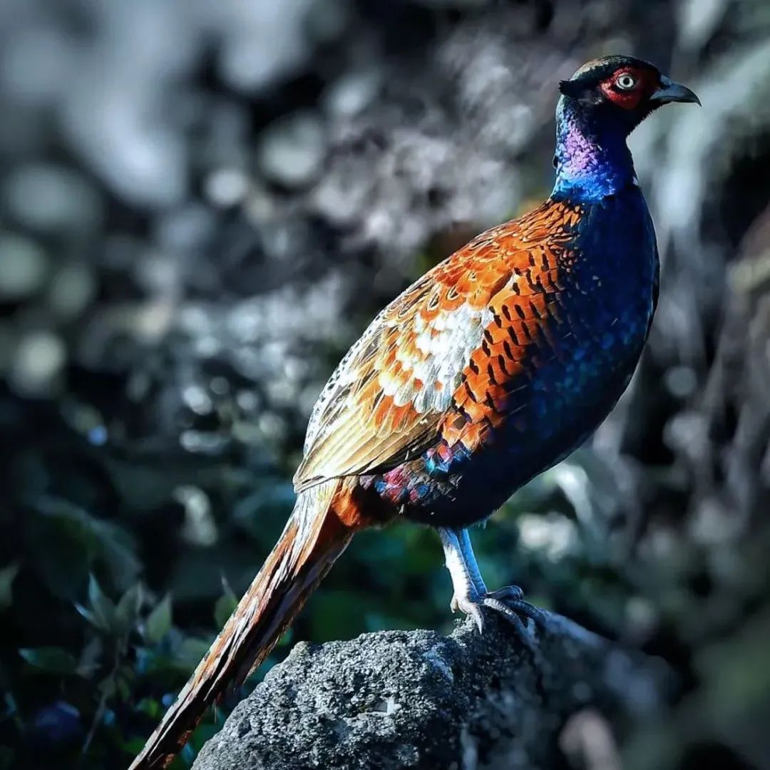 一周要闻！北京哪个公园野鸡多？城市绿地观察与生态现象探索