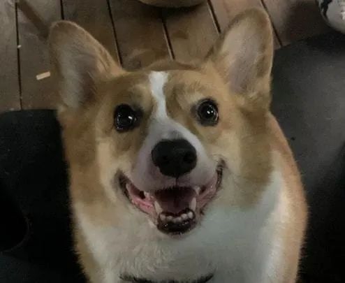 “主人隔离宠物狗疑似被扑杀”,该怎么看这件事?休闲区蓝鸢梦想 - Www.slyday.coM “主人隔离宠物狗疑似被扑杀”,该怎么看这件事?休闲区蓝鸢梦想 - Www.slyday.coM