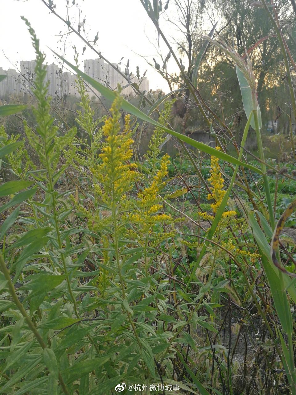 杭州疑多处出现<a href=