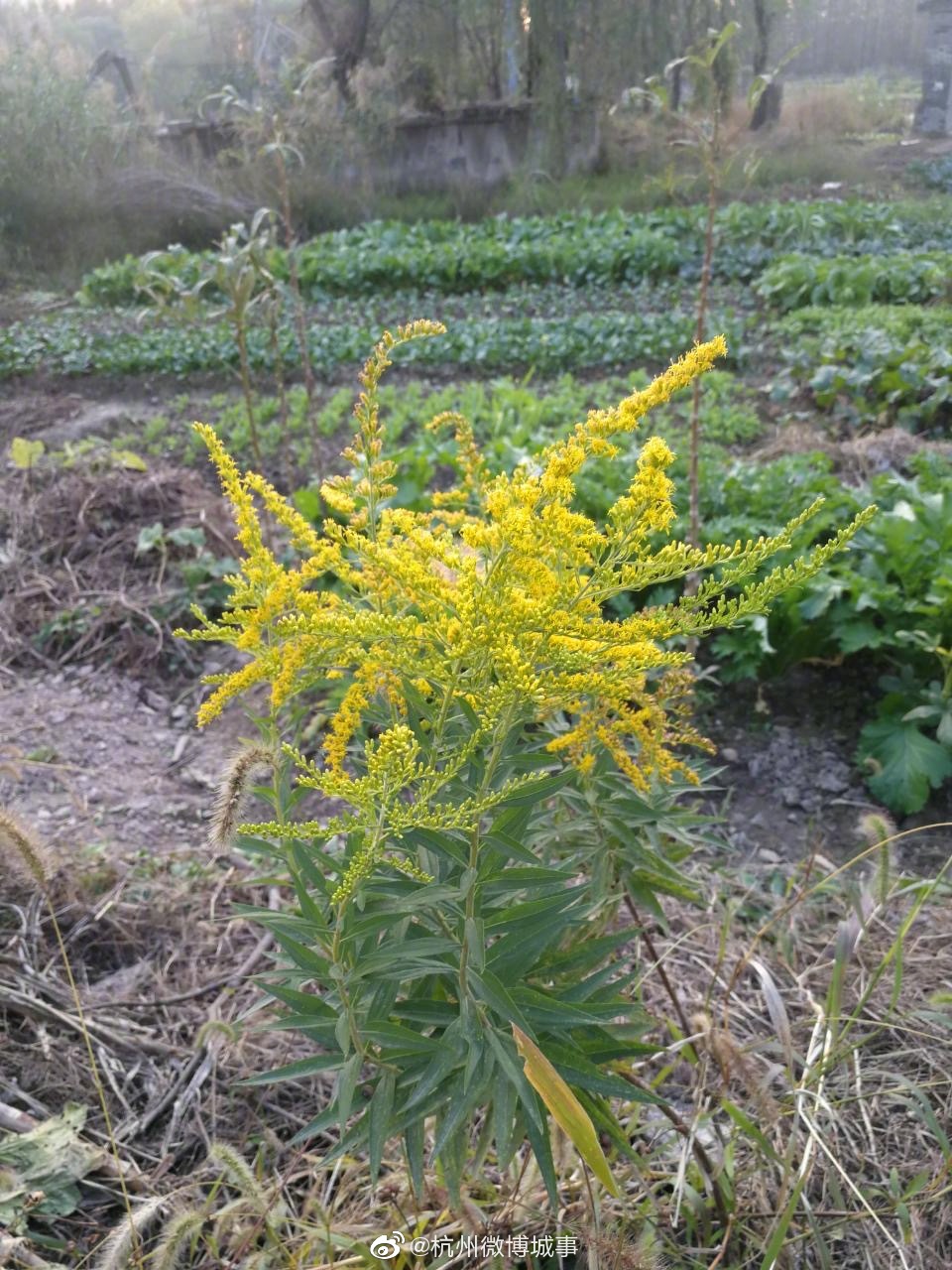 杭州疑多处出现<a href=