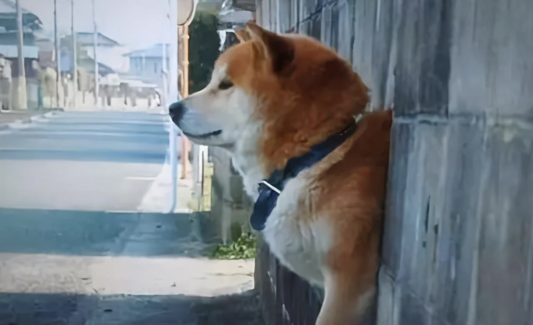 柴犬登登"卖身还债"