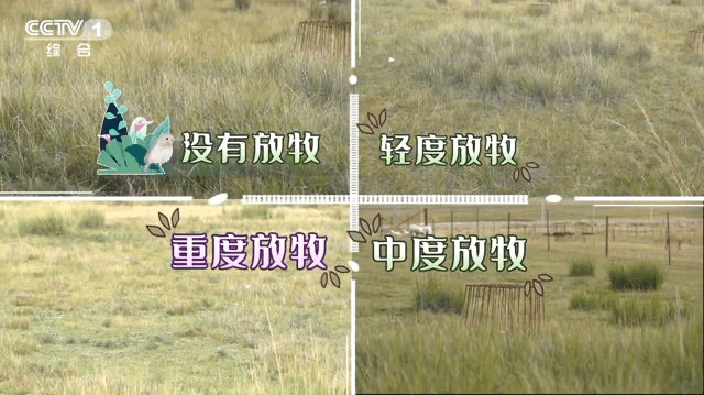 “无肉不欢”的小可爱怎样监测水质?今天18点档,CCTV休闲区蓝鸢梦想 - Www.slyday.coM “无肉不欢”的小可爱怎样监测水质?今天18点档,CCTV休闲区蓝鸢梦想 - Www.slyday.coM