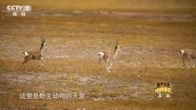 “无肉不欢”的小可爱怎样监测水质?今天18点档,CCTV休闲区蓝鸢梦想 - Www.slyday.coM “无肉不欢”的小可爱怎样监测水质?今天18点档,CCTV休闲区蓝鸢梦想 - Www.slyday.coM