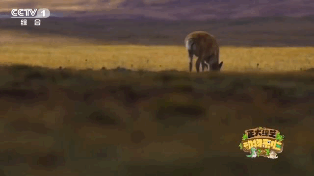 “无肉不欢”的小可爱怎样监测水质?今天18点档,CCTV休闲区蓝鸢梦想 - Www.slyday.coM “无肉不欢”的小可爱怎样监测水质?今天18点档,CCTV休闲区蓝鸢梦想 - Www.slyday.coM