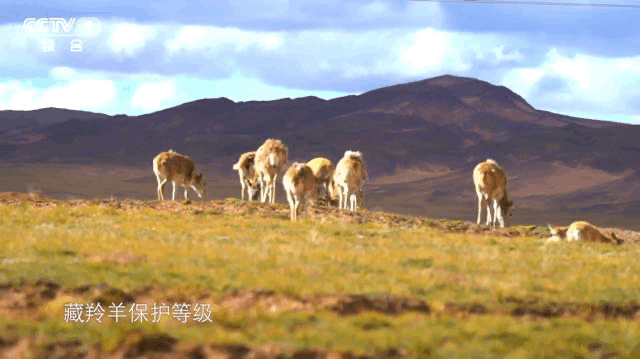“无肉不欢”的小可爱怎样监测水质?今天18点档,CCTV休闲区蓝鸢梦想 - Www.slyday.coM “无肉不欢”的小可爱怎样监测水质?今天18点档,CCTV休闲区蓝鸢梦想 - Www.slyday.coM