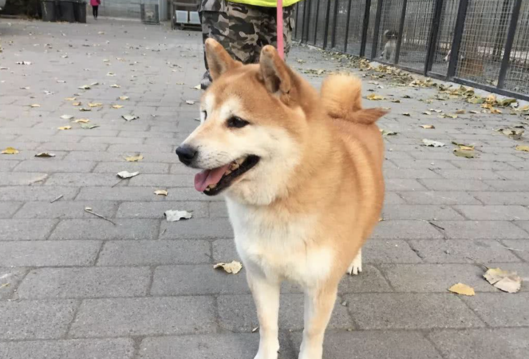 柴犬登登"卖身还债"