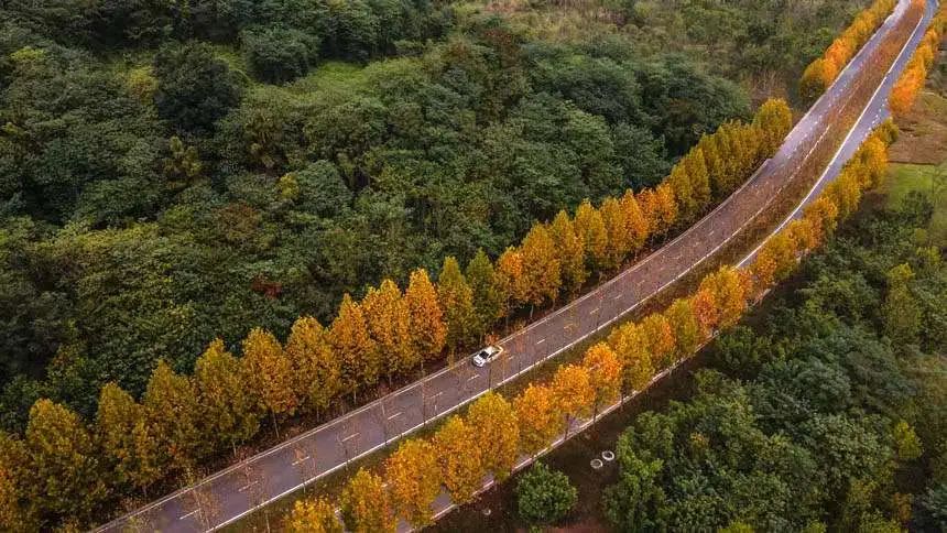 广阳岛上梧桐树叶正由绿转黄，一条金色大道蜿蜒在广阳岛深处，美不胜收。郭旭摄