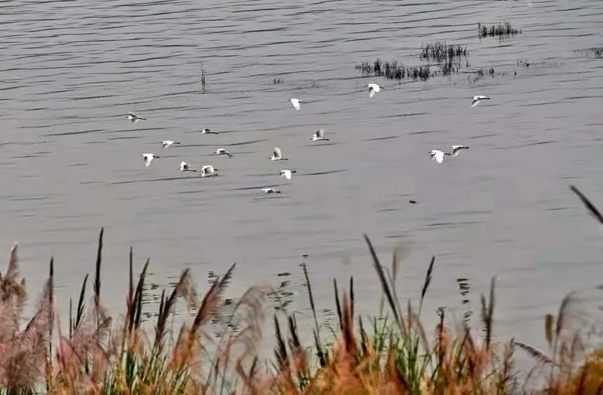 随着广阳岛生态环境的持续改善，到重庆过冬或迁徙途经广阳岛的候鸟也越来越多。郭旭摄
