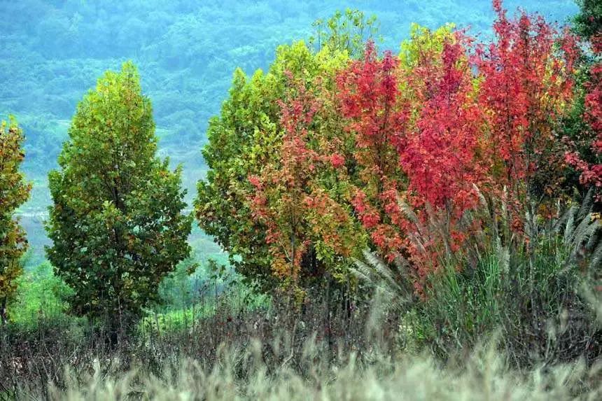 广阳岛上五颜六色的树木，组成一幅色彩斑斓的画卷。郭旭摄