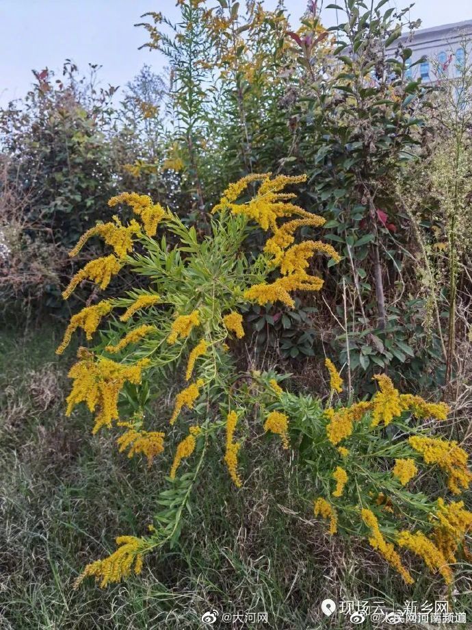 河南新乡首次发现<a href=