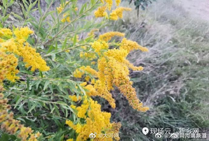 河南新乡首次发现<a href=