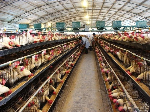 消息称，贵阳鸡场街晚上好玩吗？2025年实测夜游攻略与避坑妙招