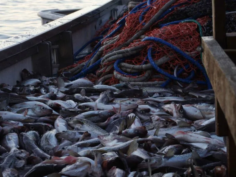 2021年中国进口俄罗斯海鲜锐减，<a href=